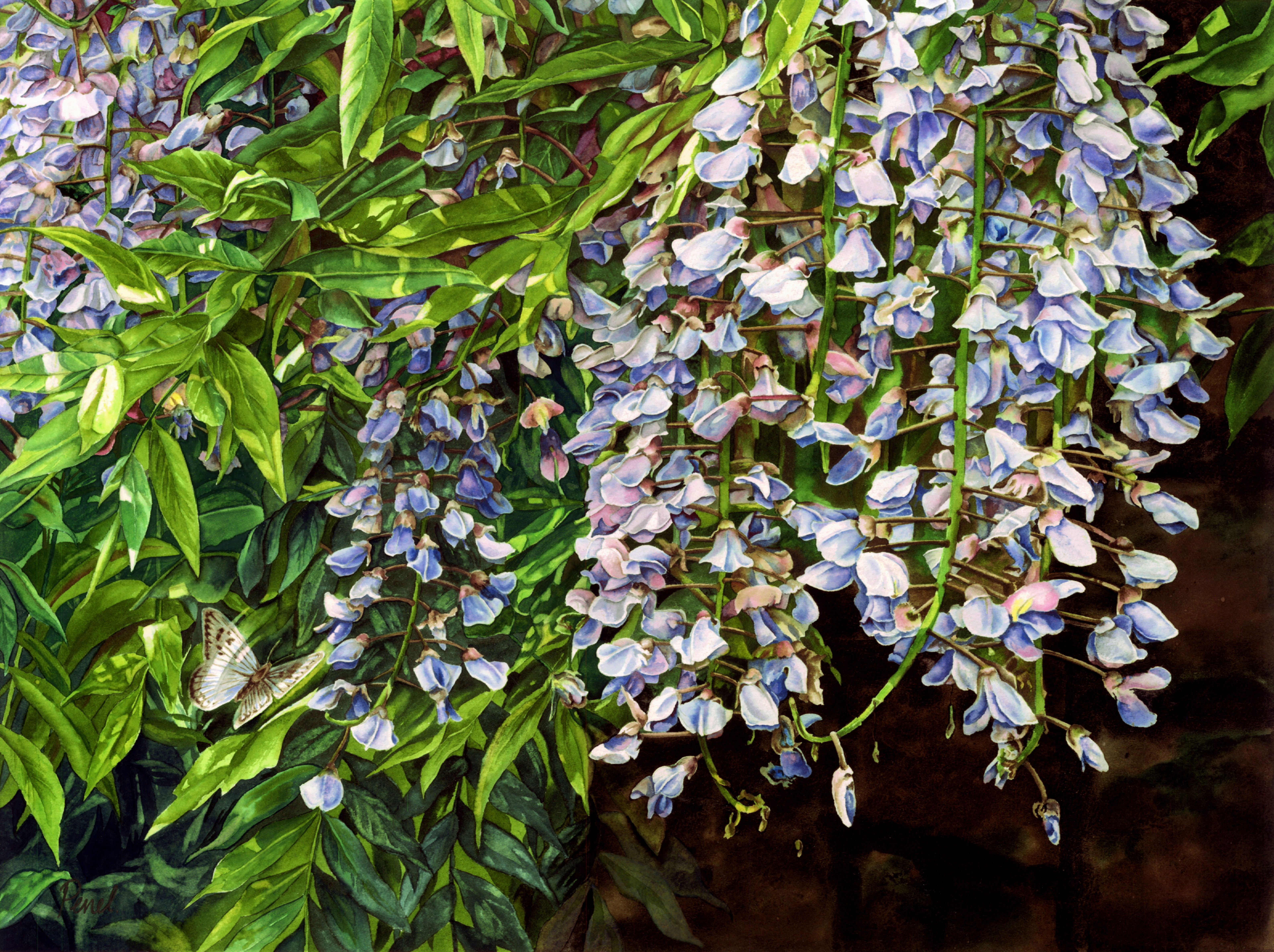 Wysteria