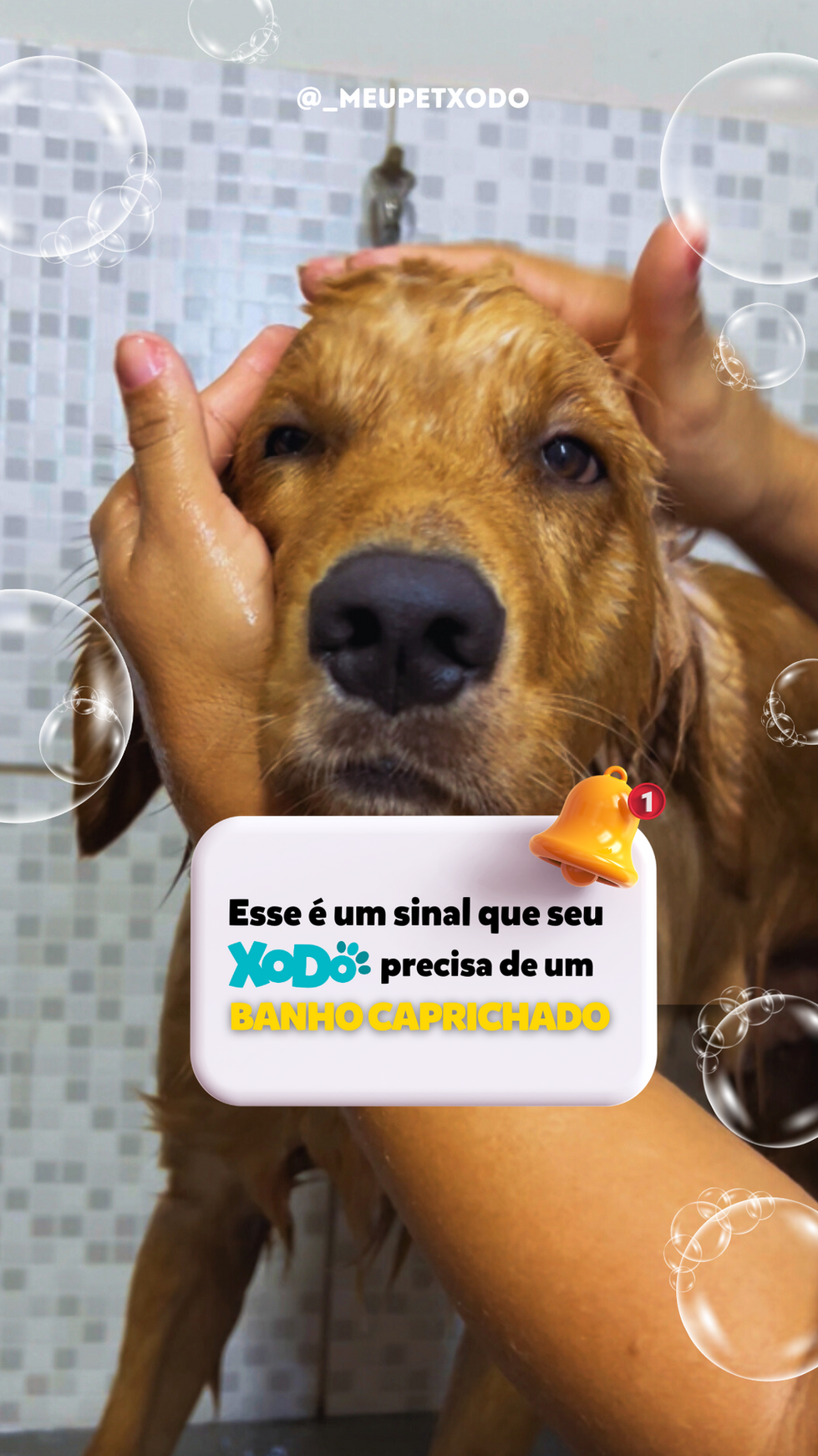 Hoje é dia de levar seu xodó para o banho e tosa.