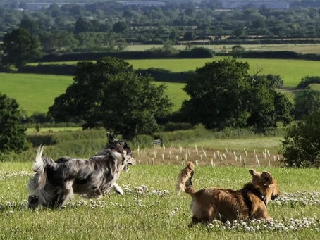The 3-3-3 Rule: Helping Your Rescue Dog Settle with Secure Nature Therapy