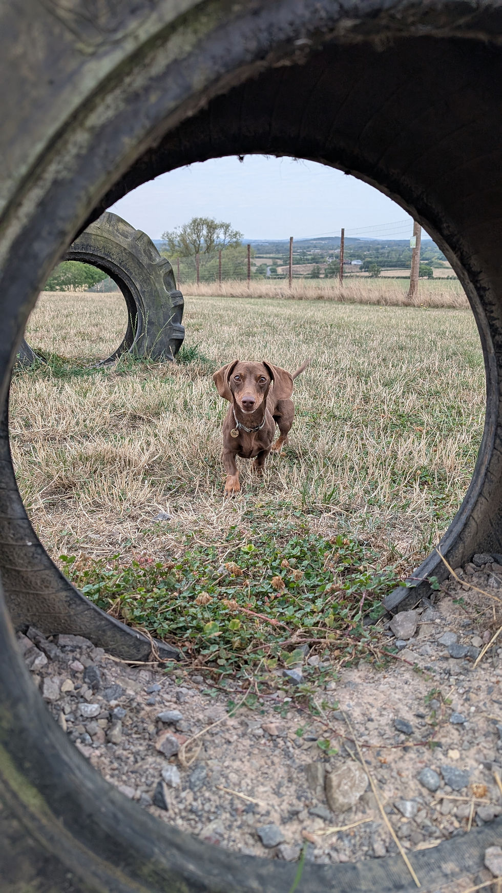 Back to school - Big changes for Dogs and How a Secure dog Walking Park can help