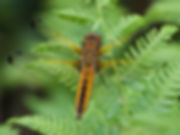 SCARCE CHASER ( Libellula fulva)