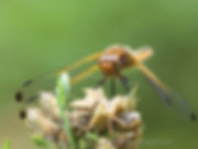 SCARCE CHASER ( Libellula fulva)