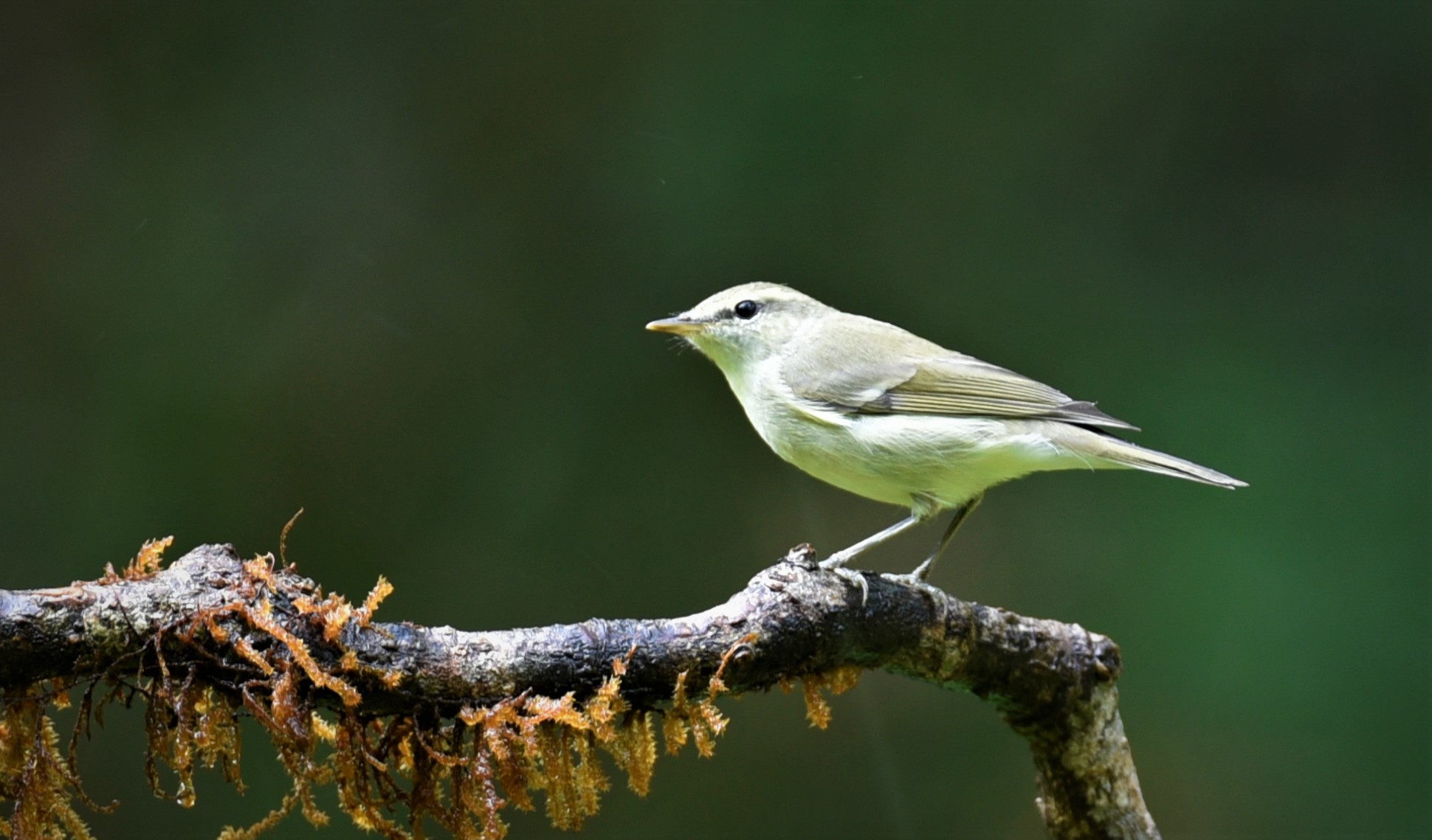 Karnataka nature