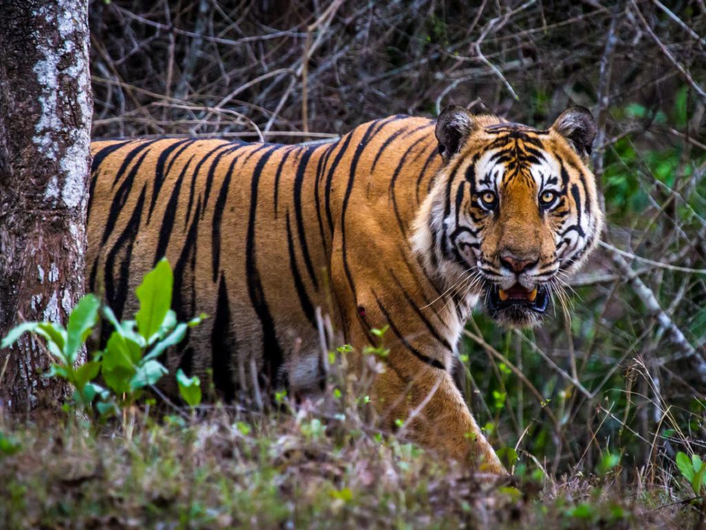 Nagarahole National Park