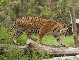 Dynamics of tiger sighting in Nagarahole National Park