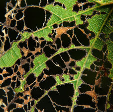 Eaten Leaf.jpg