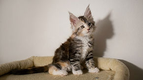 Ossidiana-HicSuntLeones-CuccioliMaineCoonDisponibili.jpg