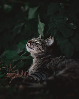 GattoTigrato.jpg