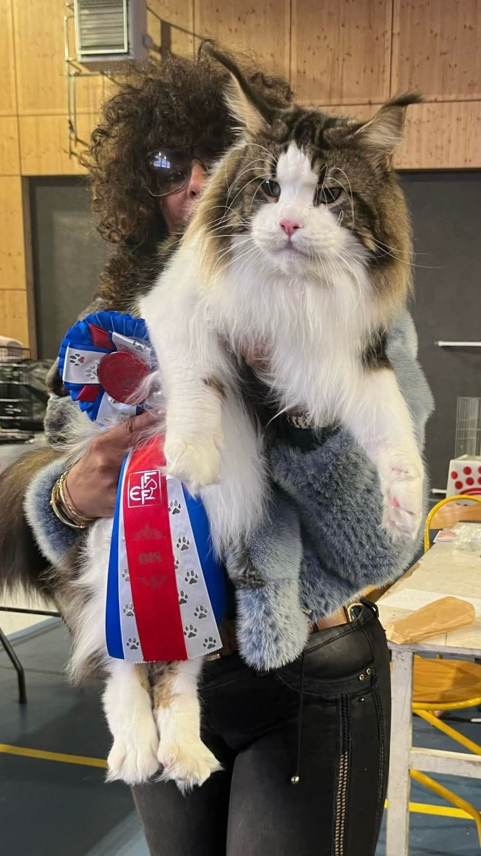 GinFizz-HicSuntLeones-MaineCoon-CatShow