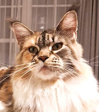 Gaya-HicSuntLeones-MaineCoon-CatShow_edi