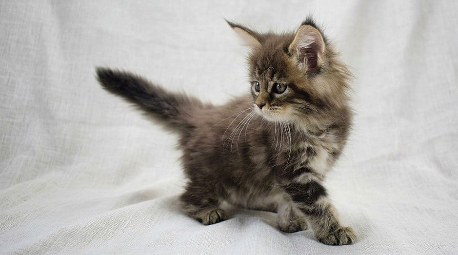 GretaGarbo-MaineCoon-CuccioloGatto-HicSuntLeones.jpg