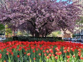 Park Avenue a New York in primavera con tulipani colorati e alberi in fiore ad aprile