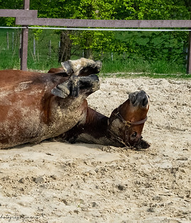 DSC_6890-2.jpg