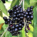 Black Jamun.jpg