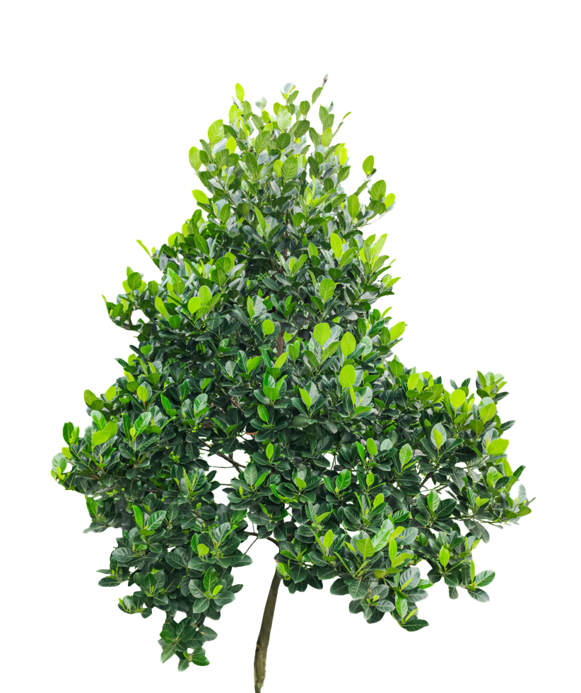 a-green-jackfruit-tree-on-a-background-green-jackfruit-plants-mockup-on-transparent-backgr