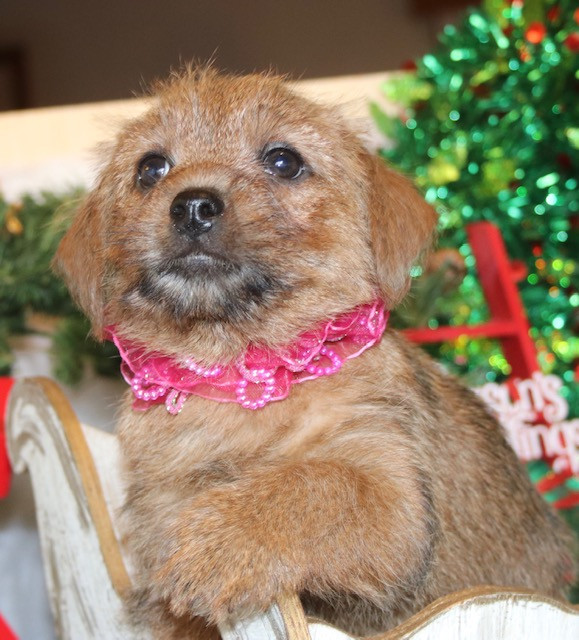 New Venture Kennel Norfolk Terrier Puppies New Venture Kennel Norfolk Terrier Puppies