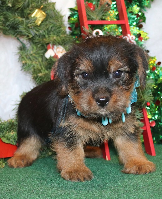 New Venture Kennel Norfolk Terrier Puppies New Venture Kennel Norfolk Terrier Puppies