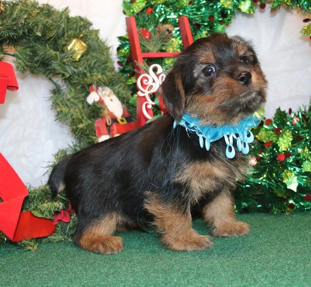 New Venture Kennel Norfolk Terrier Puppies New Venture Kennel Norfolk Terrier Puppies