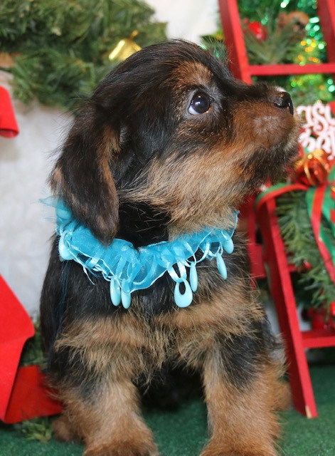 New Venture Kennel Norfolk Terrier Puppies New Venture Kennel Norfolk Terrier Puppies