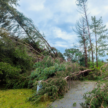 What to Do After a Storm in Cork: Emergency Tree Response