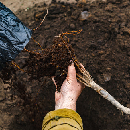 Tree Planting Season in Ireland: From Site Choice to Aftercare