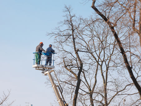 Tree Care Myths Debunked: Separating Fact from Fiction for Cork Homeowners