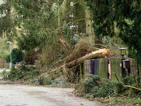 How to Prepare Your Trees for Storm Season in Ireland