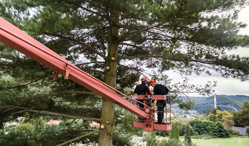 arborist-men-with-chainsaw-and-lifting-platform-cu-2024-10-18-09-13-51-utc.jpg