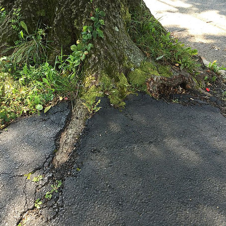 Tree Roots and Your Property: Driveways, Drains, and Boundaries in Ireland