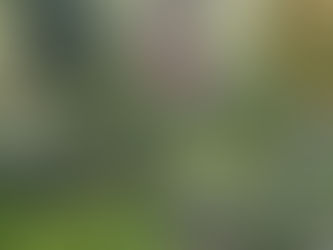 Small Gardens in Cork: Best Trees for Tight Spaces With Low Maintenance