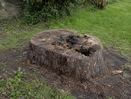 Tree Stumps in Cork - Solutions: Grinding, Removal, or Natural Decay?