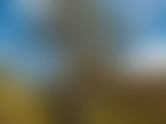 Safe vs. Dangerous Trees: When It’s Time to Consider Professional Removal