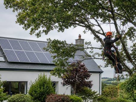 Trees and Solar Panels: Managing Shade Without Losing Your Trees