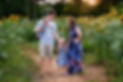 sunflowerC-2.jpg