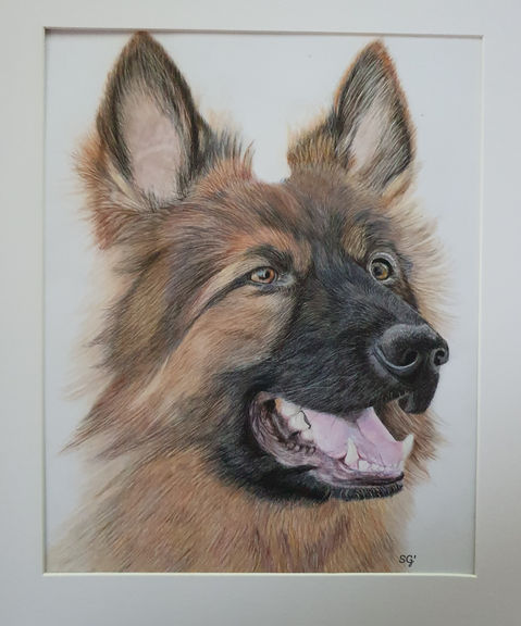 Drawing of a long-haired German Shepherd dog.
