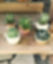 Succulent