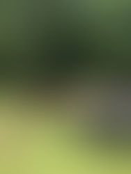 29th Annual Antique Gas & Engine Tractor Show