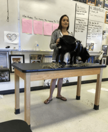 An Ag Speech student presenting a “How To” speech on Judging Livestock.