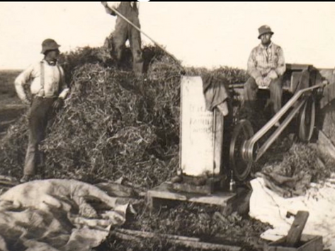 Japanese Field Workers at Waller Seed Company