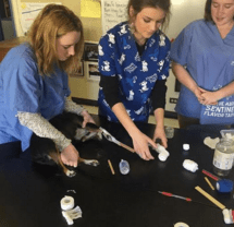 Vet Science students learning basic medical procedures completed daily in any veterinary clinic.