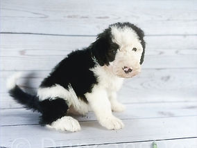 f1 Standard Sheepadoodle