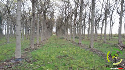 Paulownia-italy-225