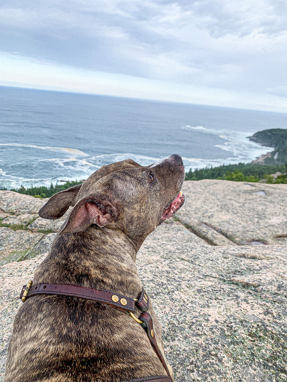 Made it to the top of Gorham Mountain Trail