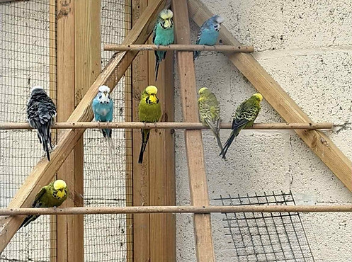Budgies.jpg