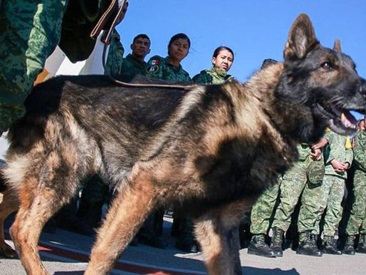 Anuncian fallecimiento de Proteo, perro rescatista que viajó a Turquía