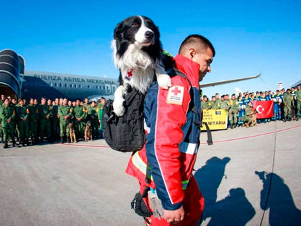 Cruz Roja recibirá a rescatistas y elementos caninos que regresan a México desde TurquÃa