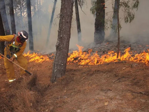 Controlan incendios forestales en el este y el oeste; destruidas casi 6 mil hectáreas en Cuba