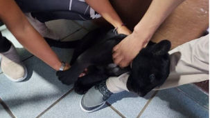 Aseguran a bebé jaguar en Jalisco