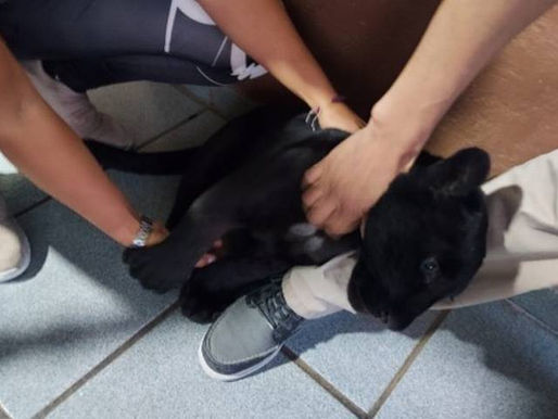 Aseguran a bebé jaguar en Jalisco