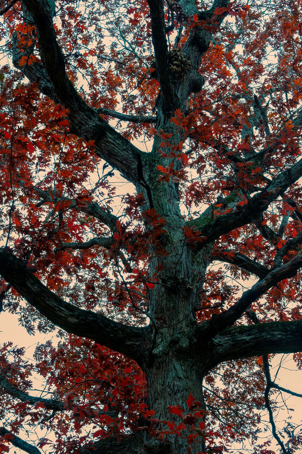 Surreal photograph of a tree with blue bark and red foliage emphasizing striking color contrast and altered perception